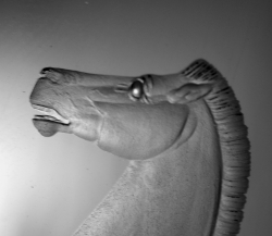 The left horse !