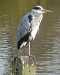 Years later - London , Hyde Park